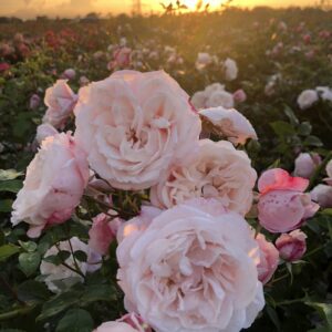 Kletterrose 'Zelmani's Dream'®